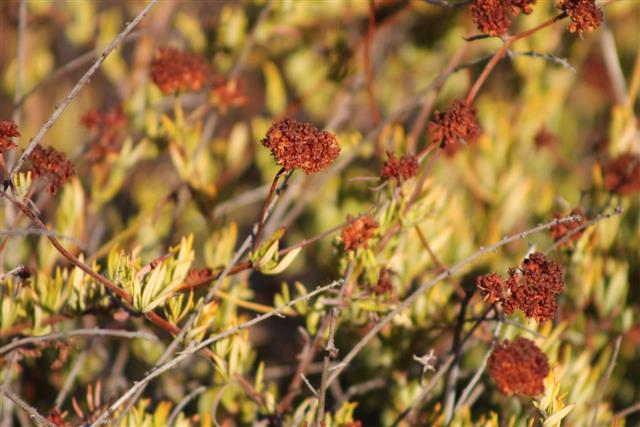 Clustered Flower Buds