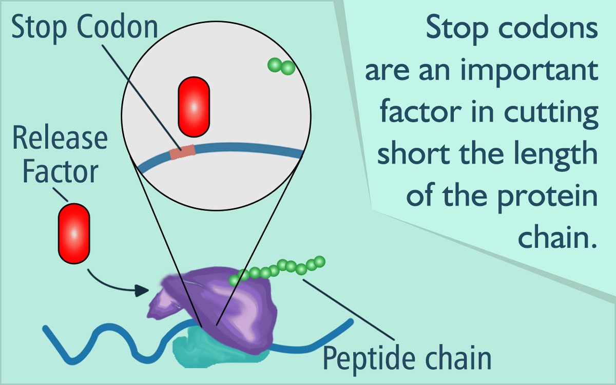 What is a Stop Codon?