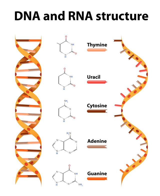 DNA and RNA structure