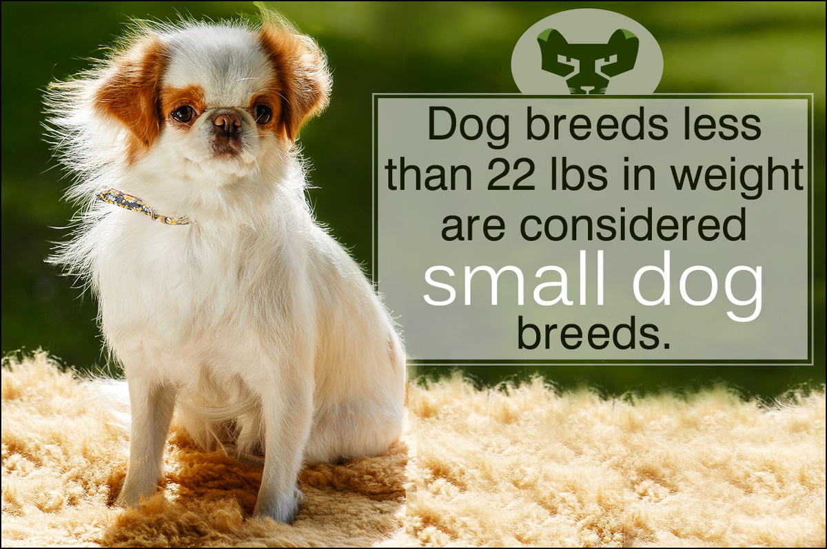 Smallest Dog Breed
