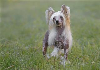 Female pure breed Chinese Crested dog