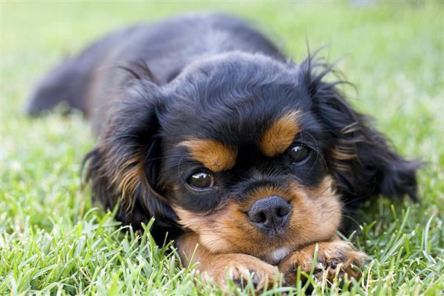 Close-up of a puppy lying in the grass