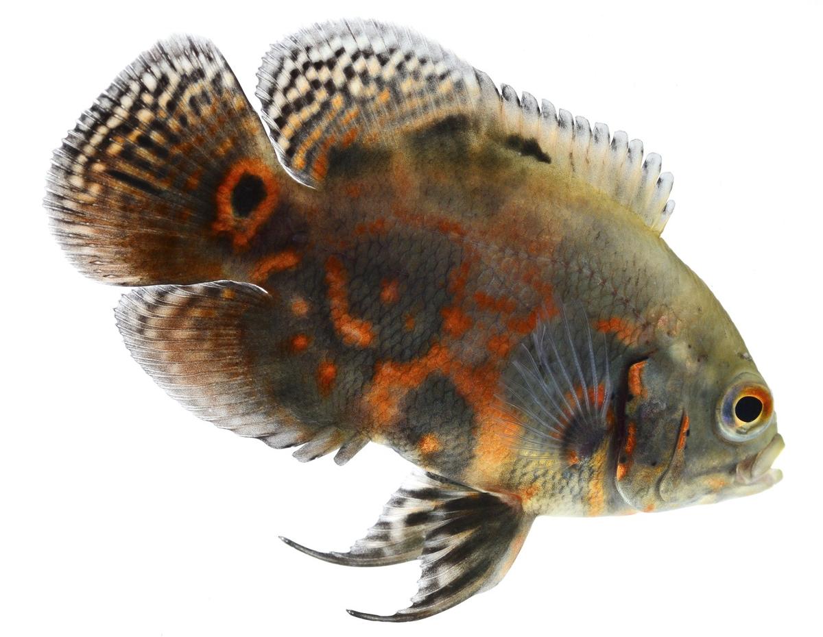 Getting a Pet Carnivorous Fish? Learn 