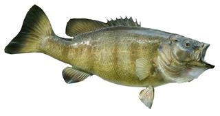 Smallmouth bass fish