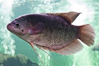 Nile or tilapia fish in water tank