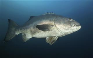 Black Sea Bass fish at California reef
