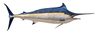 Pet Carnivorous Marlin fish