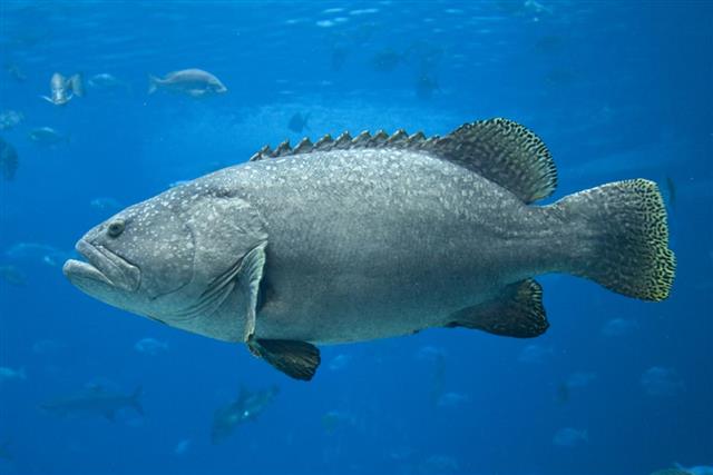 Giant Grouper fish in water