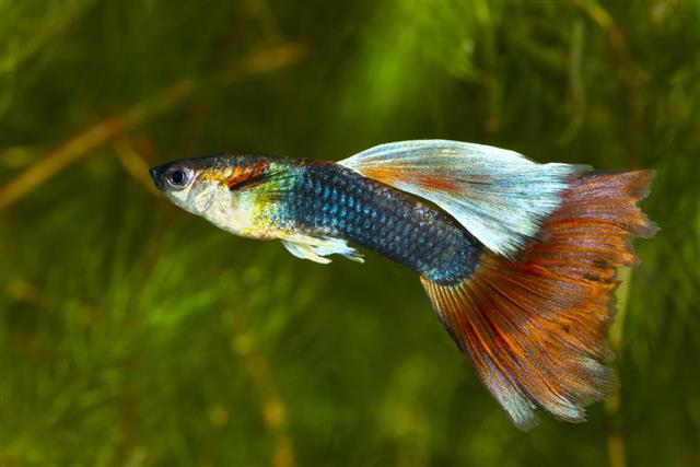 Colorful Guppy Poecilia (Lebistes) reticulata fish