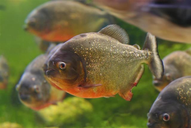 Red piranha in fish tank