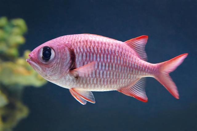 Blotcheye soldierfish (Myripristis berndti)
