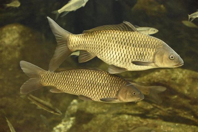 Common carp fish in tank