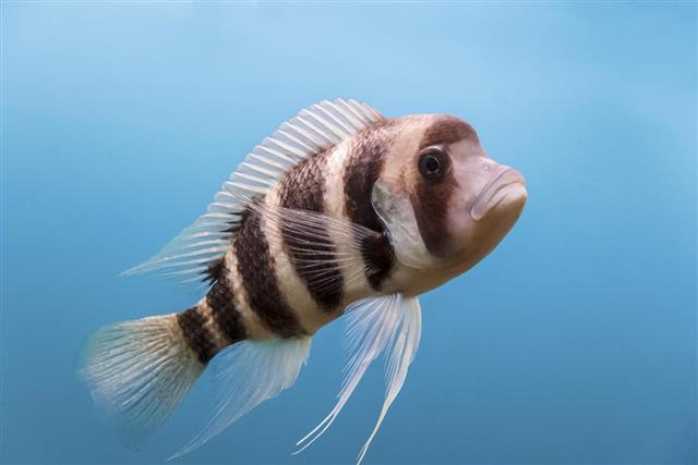 Frontosa fish with stripes in the water