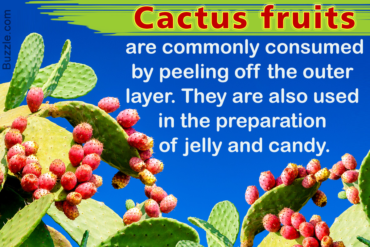 Cactus Plant Facts