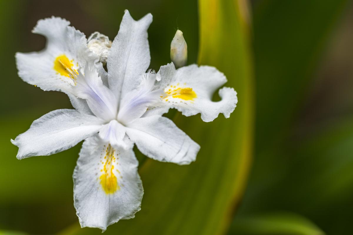 https://pixfeeds.com/images/12/370236/1200-482808832-white-iris-flower.jpg