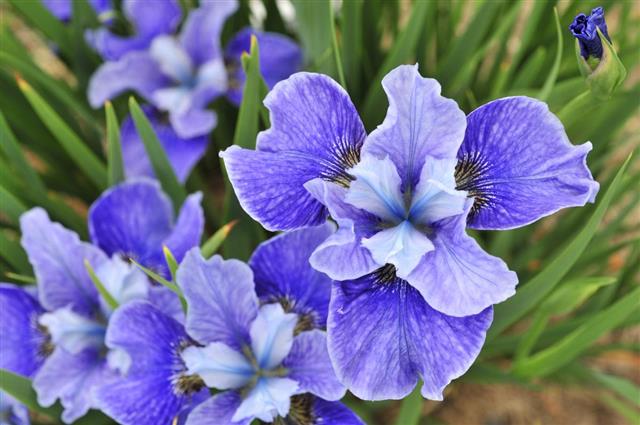 Iris Flower with Blue Shade