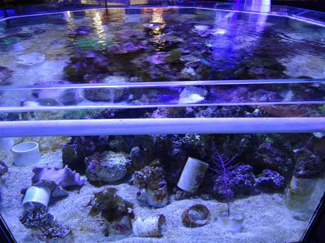 Image of marine aquarium