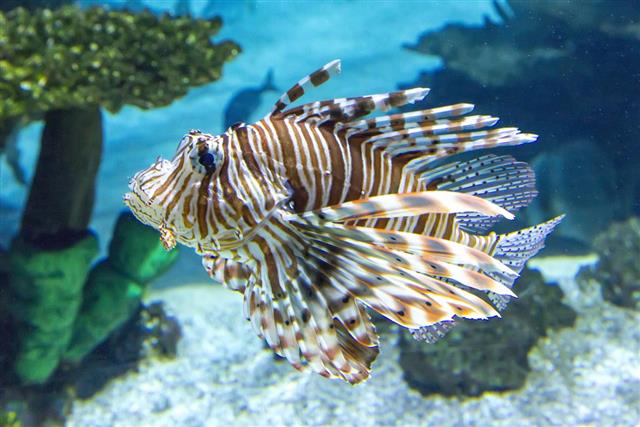 Red Lion fish