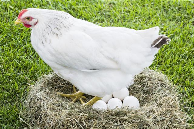 Hen laying down eggs