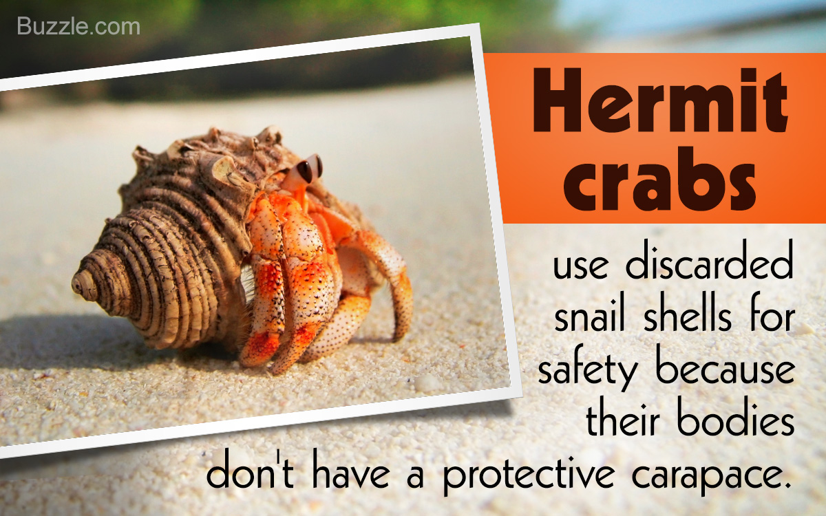 Facts about Hermit Crabs