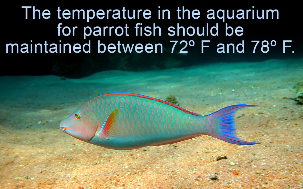 Information About Parrot Fish