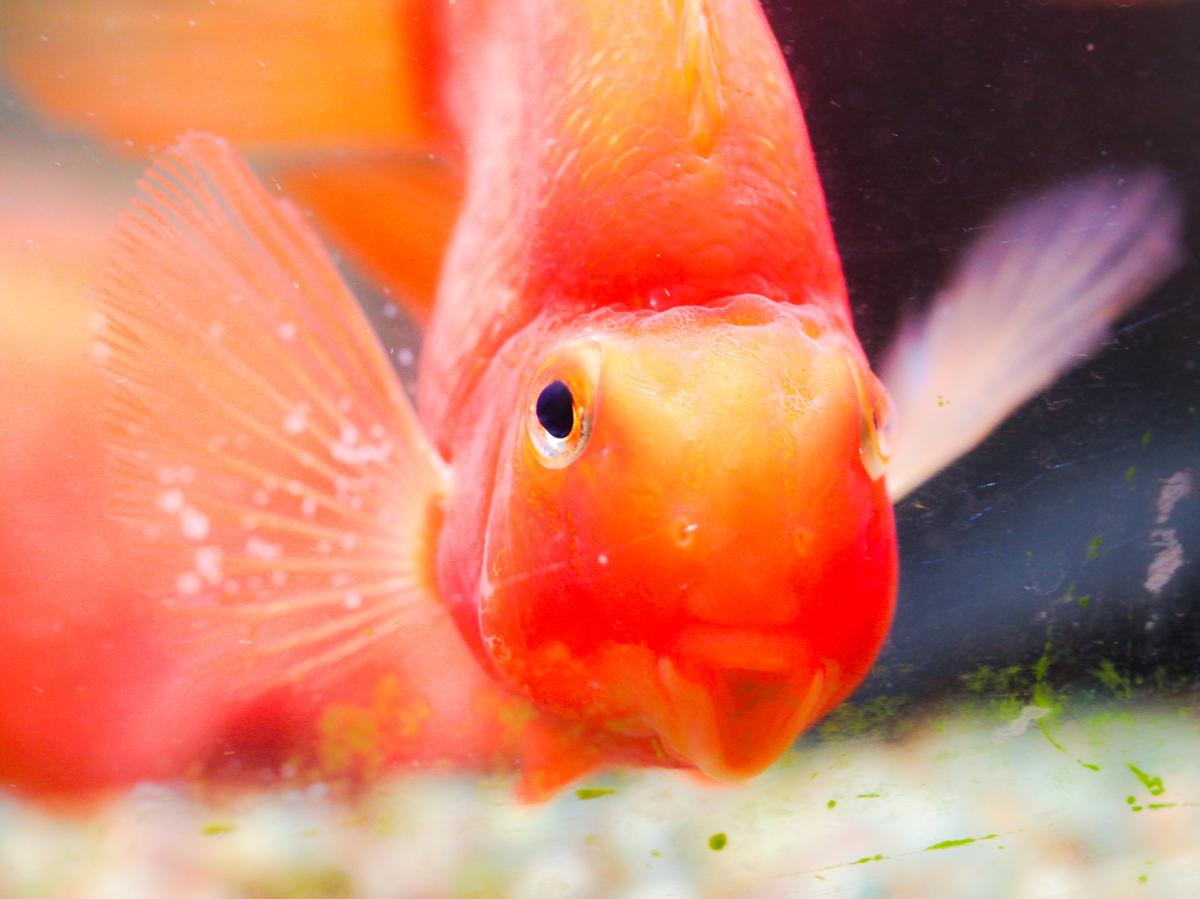 blood parrot fish care