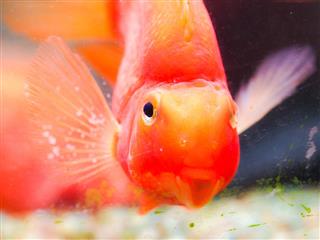 Close-up of Blood Parrot Cichlid