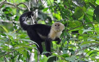 Adult capuchin monkey