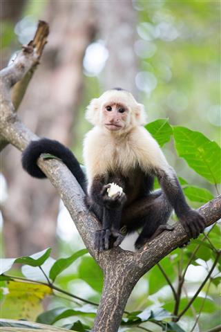 Capuchin monkey snacking in Costa Rica