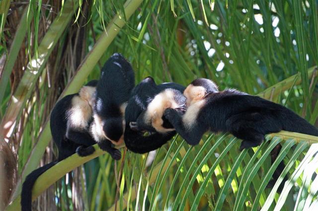 Capuchin Monkey Family