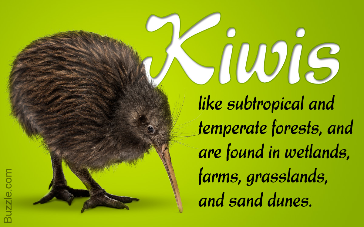 Kiwi Bird Habitat