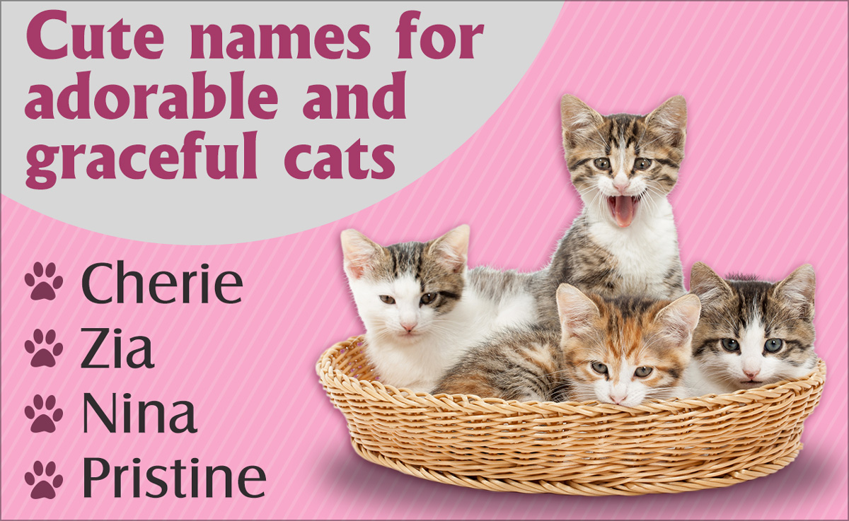Unique Cat Names