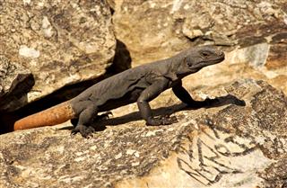 Arizona chuckwalla lizard next to a petroglyph