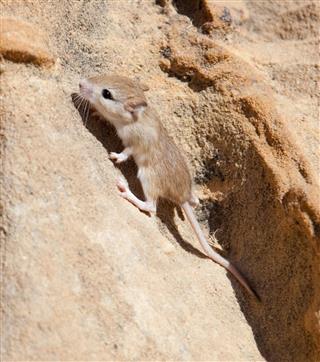 Cute Mouse Climbing