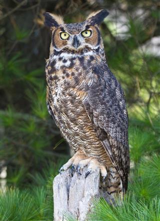 Perched great horned owl with tree branches
