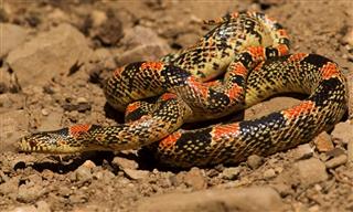 Arizona Long Nosed Snake