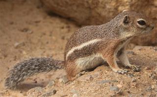 Harris Antelope Ground Squirrel (Ammospermophilus harrisii)