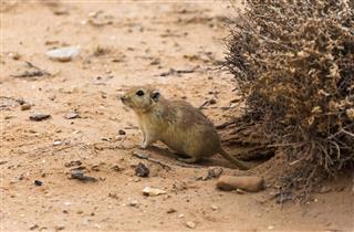 Rat in the desert