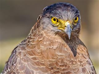 Close up portrait of a captive Golden Eagle Aquila chrysaetos