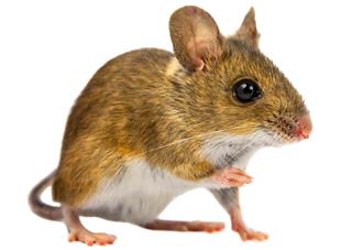Cut out Field Mouse