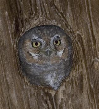 Elf Owl, Micrathene whitneyi, nesting in a telephone pole