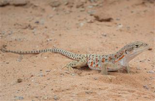 Orange Spotted Lizard in Desert Sand