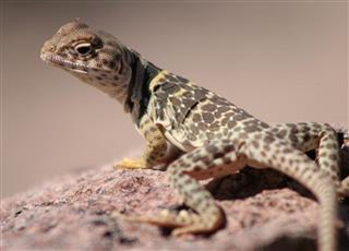 Sonoran Collared Lizard on a Rock