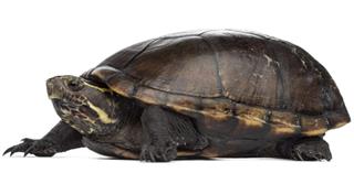 Female striped mud turtle (4 years old), Kinosternon baurii