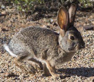 Hopping Desert Cottontail Rabbit