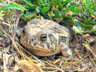 Great Plains Toad Close Up