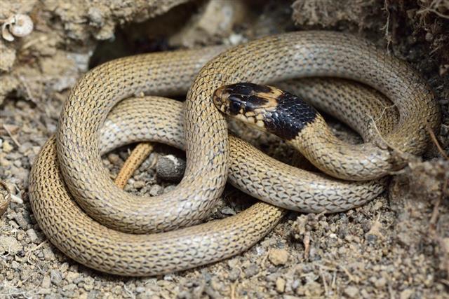 Collared dwarf snake (Eirenis collaris) coiled at rest
