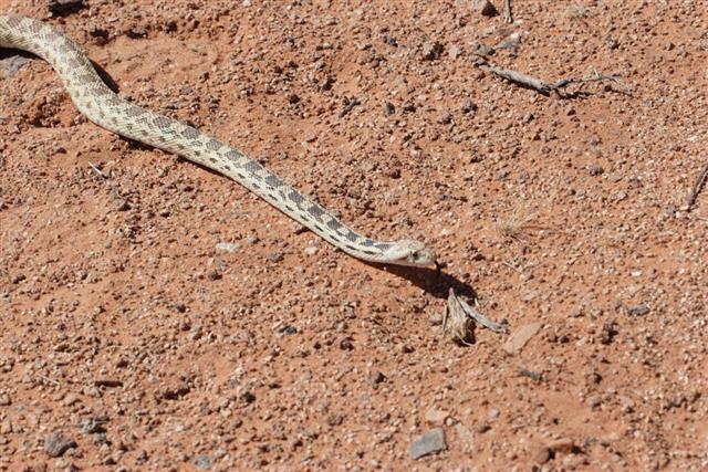 Desert Glossy Snake