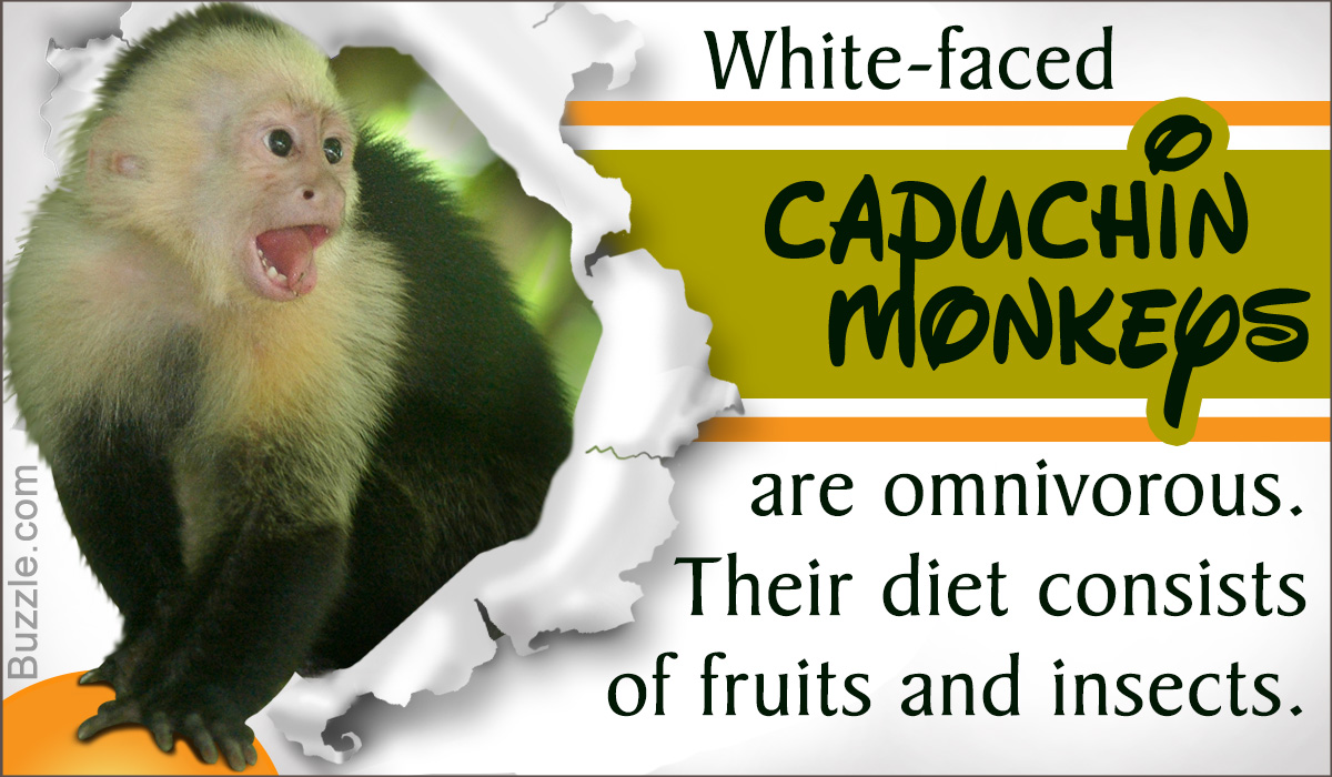 Capuchin Monkeys as Pets