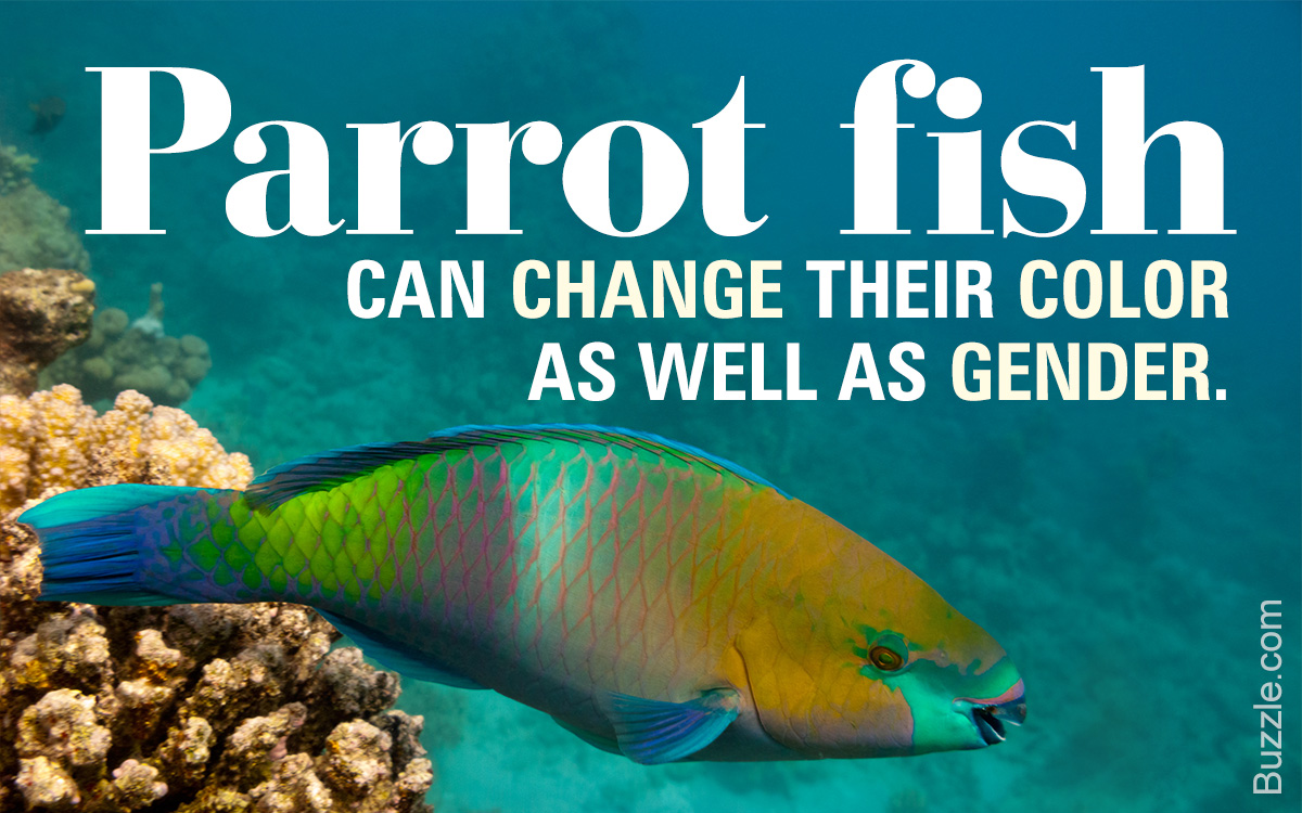 Parrot Fish Care